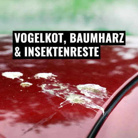 Vogelkot